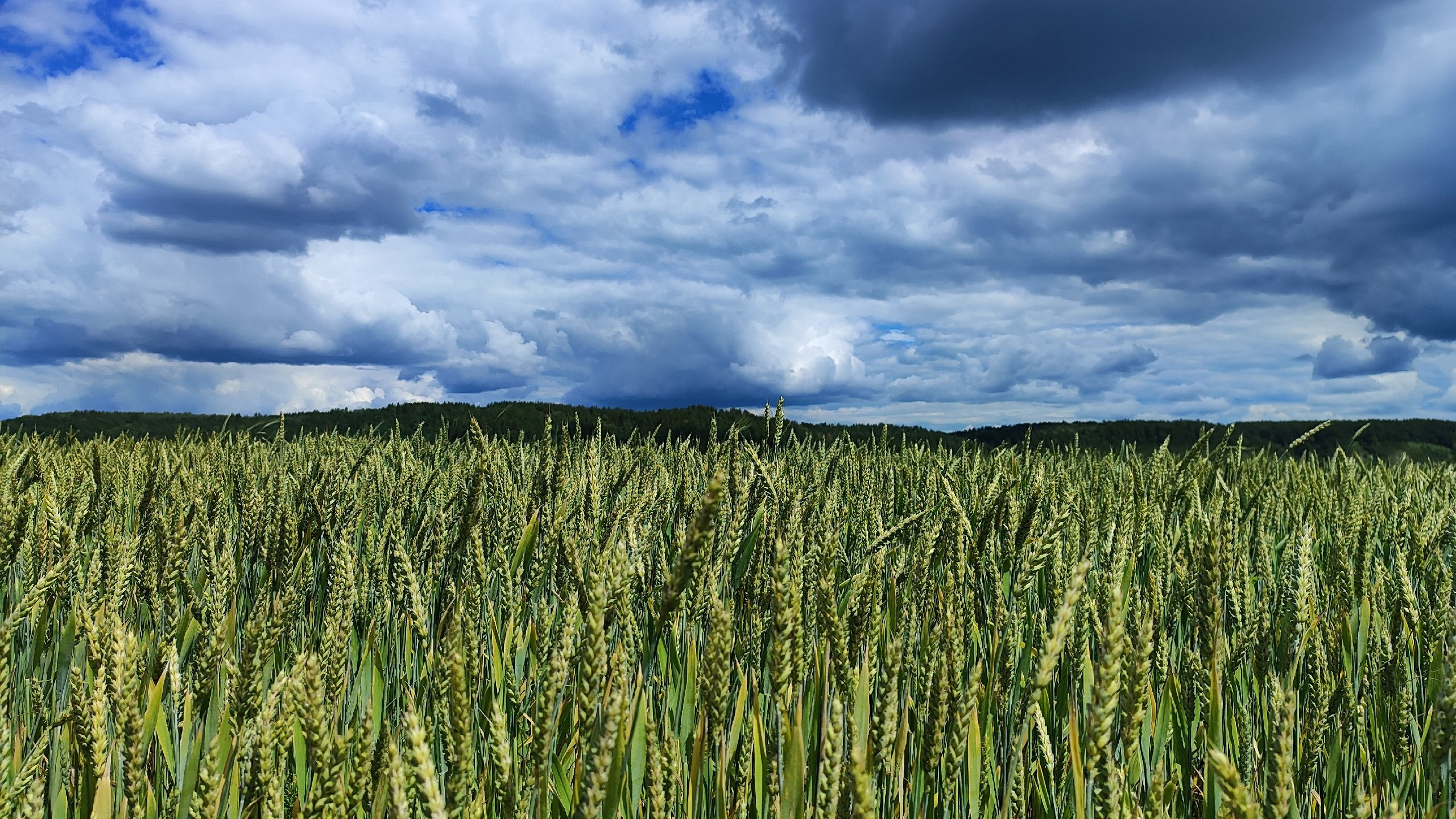 В Ульяновской области намолотили свыше 600 тысяч тонн зерна