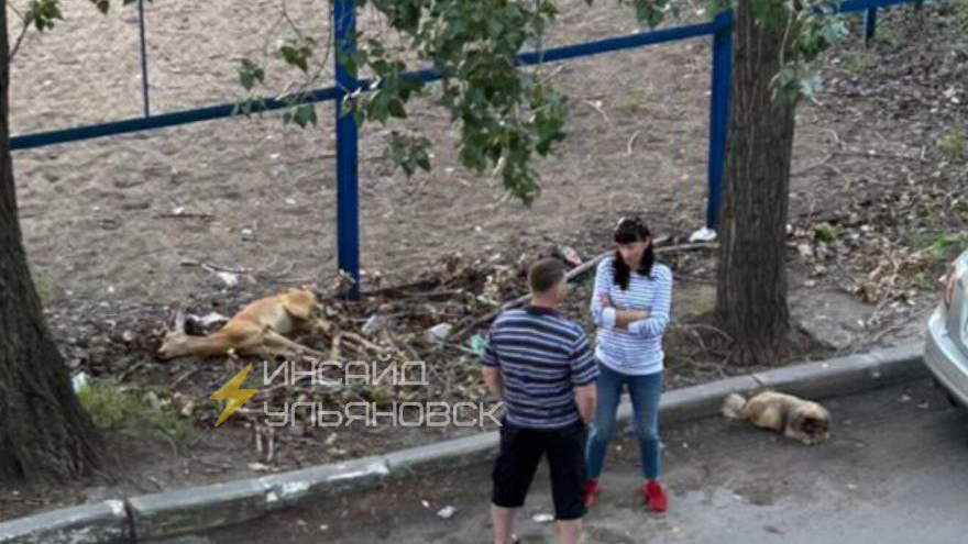 В Заволжье Ульяновска горожане обнаружили мертвую косулю