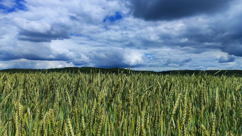 Повлияли возвратные заморозки и засуха: в Ульяновской области урожай зерна меньше обычного 