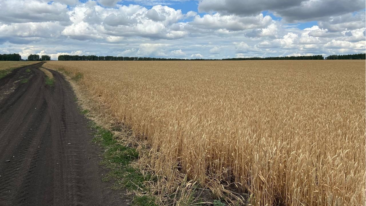 В Ульяновской области могут ввести режим ЧС из-за гибели посевов зерна 