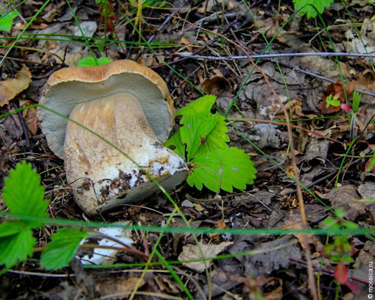 грибы в зубцовском районе